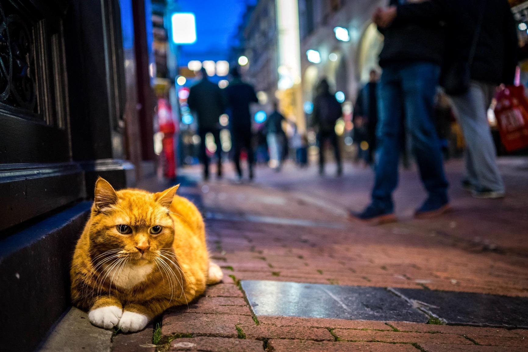 Great lens - very portable